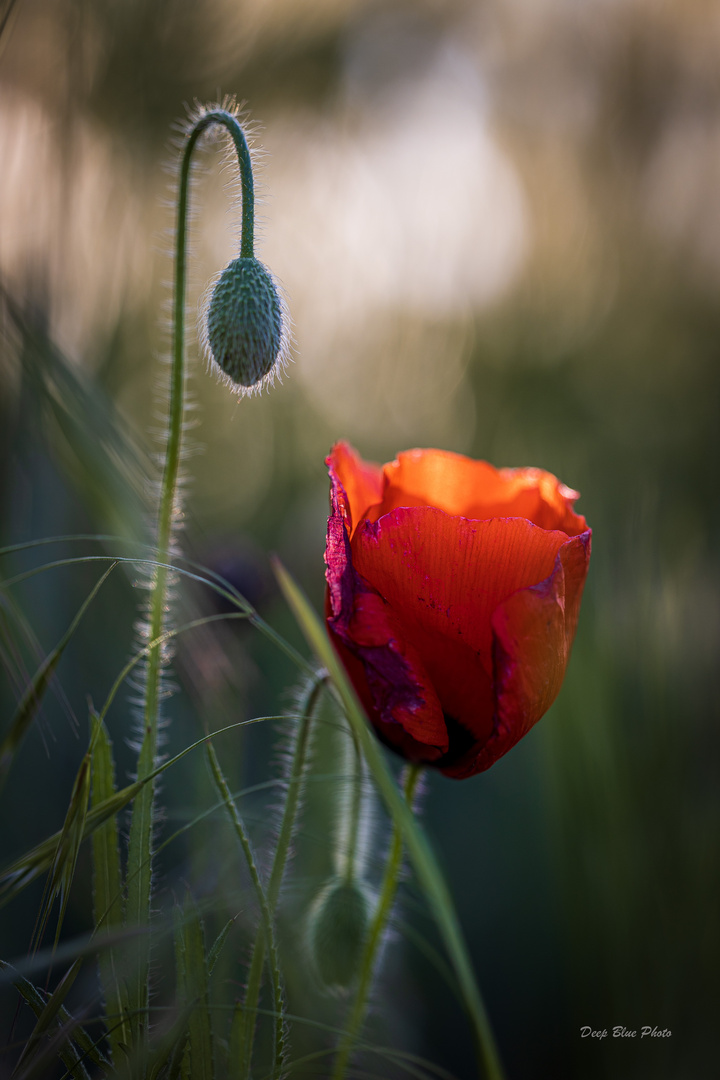 Mohn