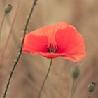 Mohn