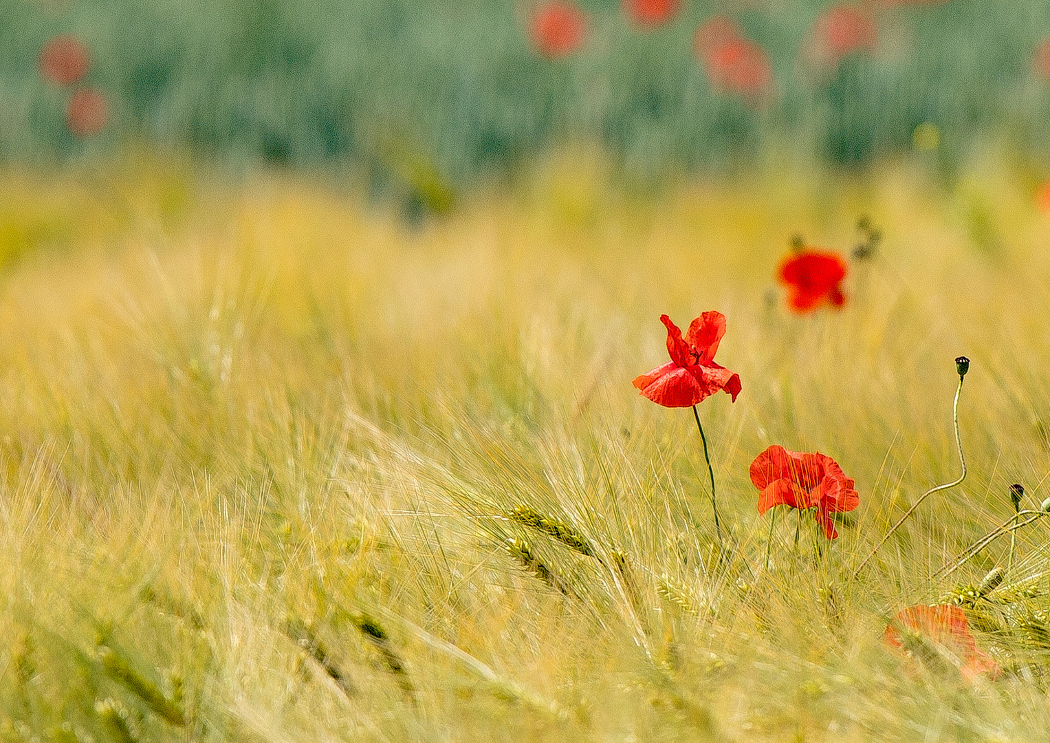 Mohn