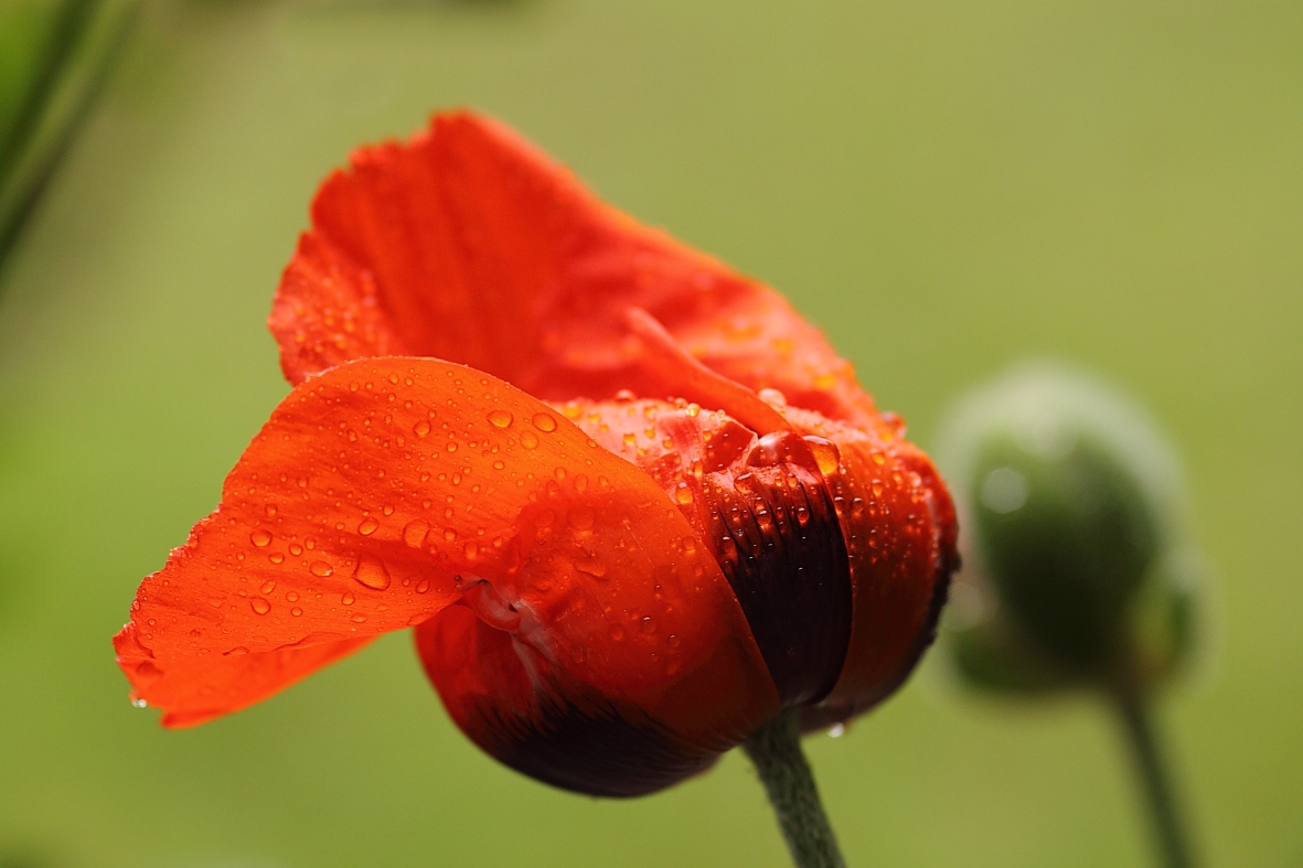 Mohn