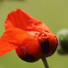 Mohn