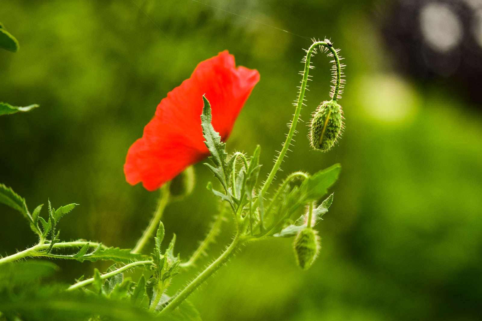 Mohn