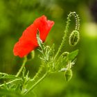 Mohn