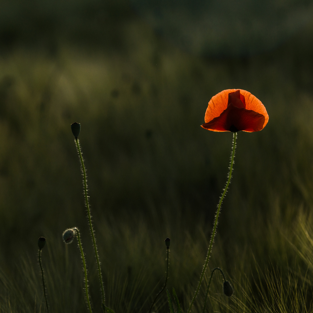 Mohn