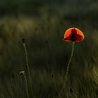 Mohn