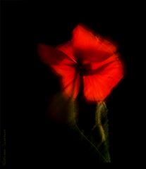 Mohn