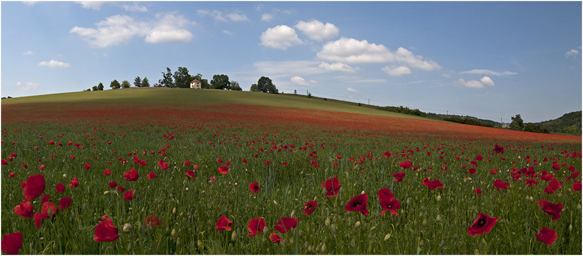 Mohn