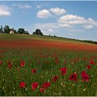 Mohn