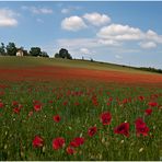 Mohn