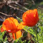 Mohn