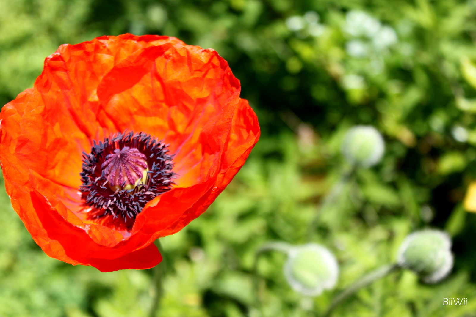 Mohn.