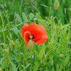 Mohn