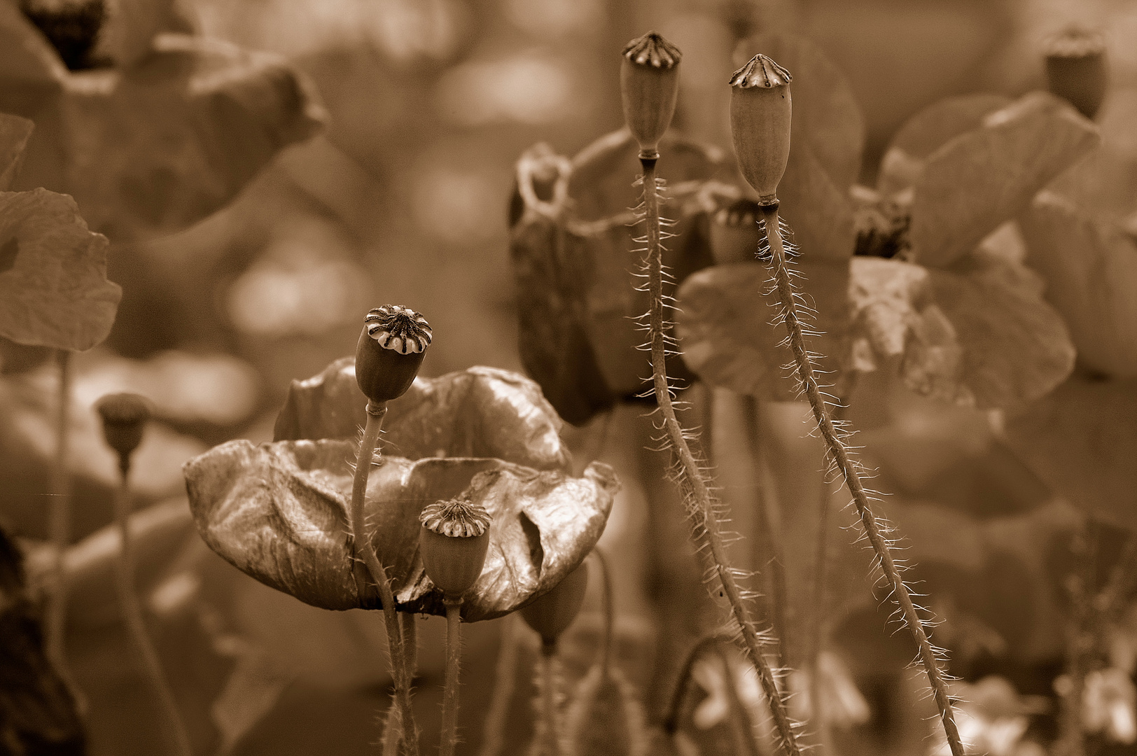 Mohn