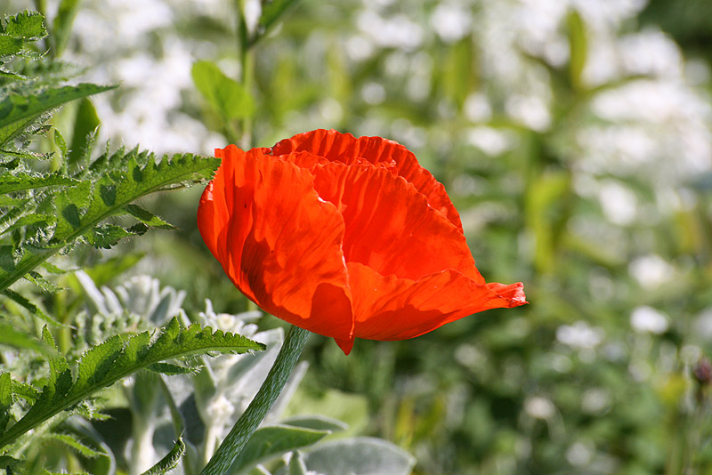 Mohn