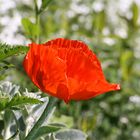 Mohn