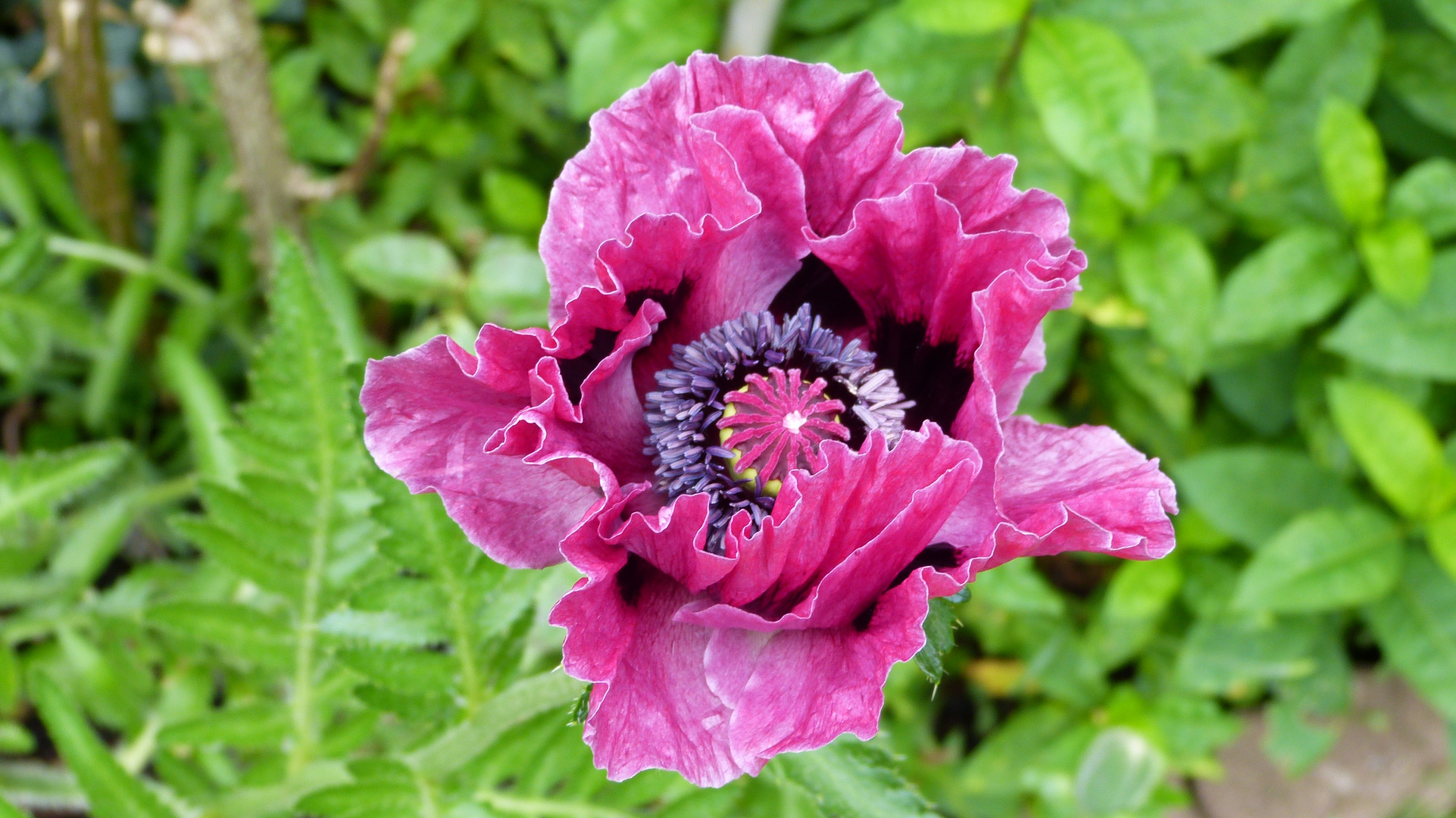 Mohn 9