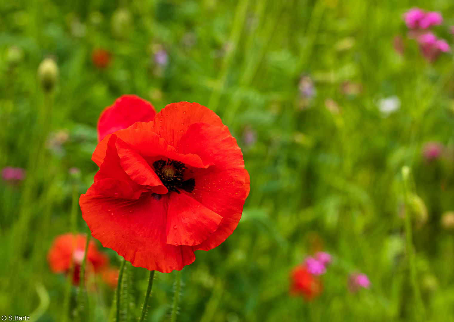 Mohn (9)