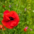 Mohn (9)