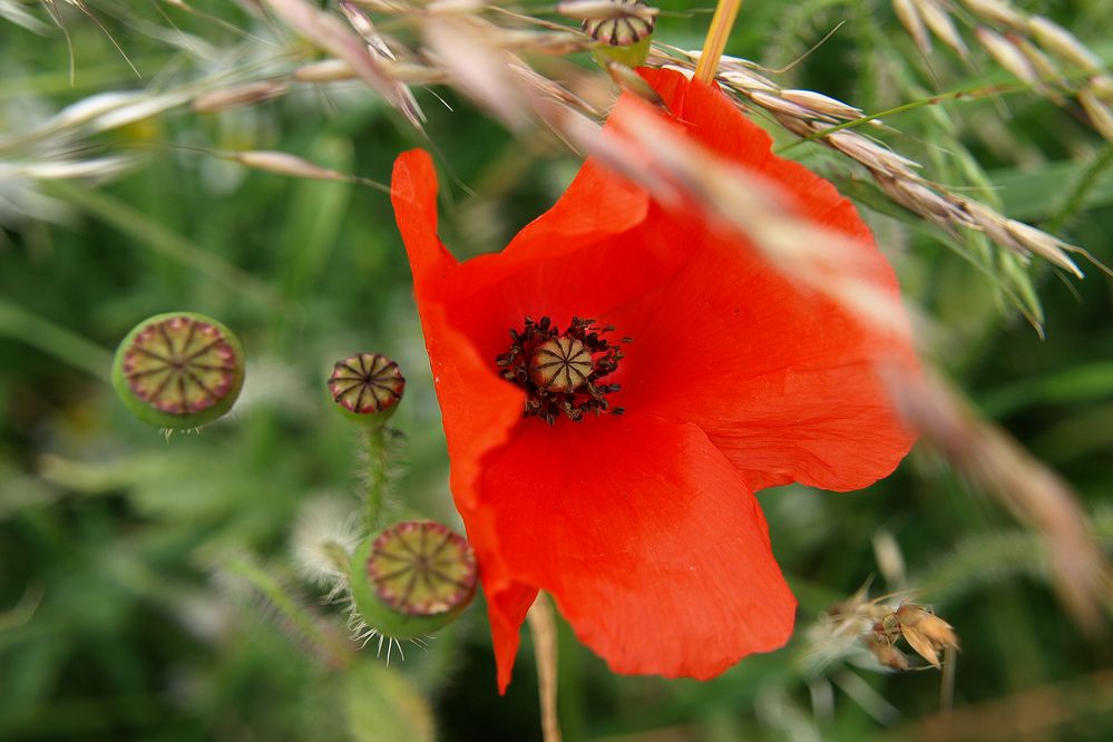 Mohn #9