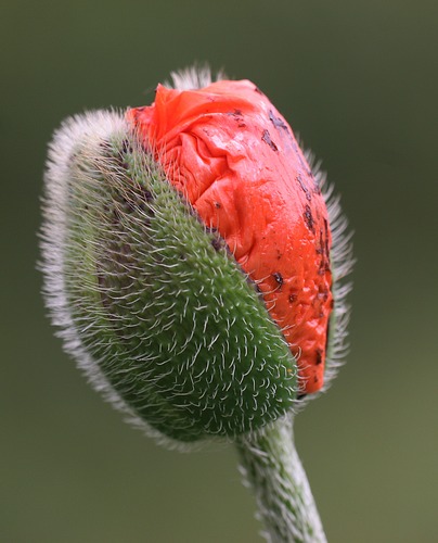 mohn