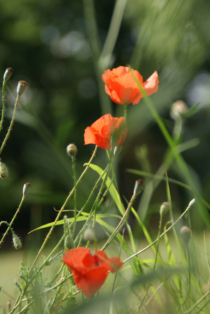 Mohn