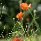 Mohn