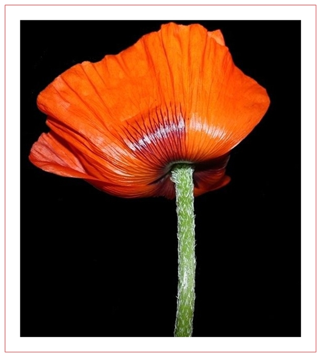 Mohn