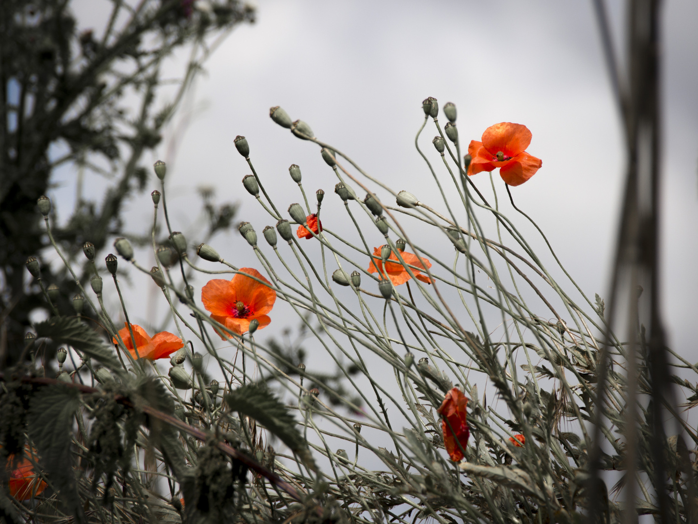 Mohn