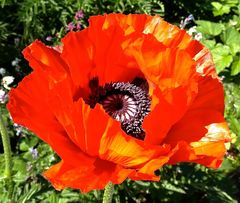 Mohn