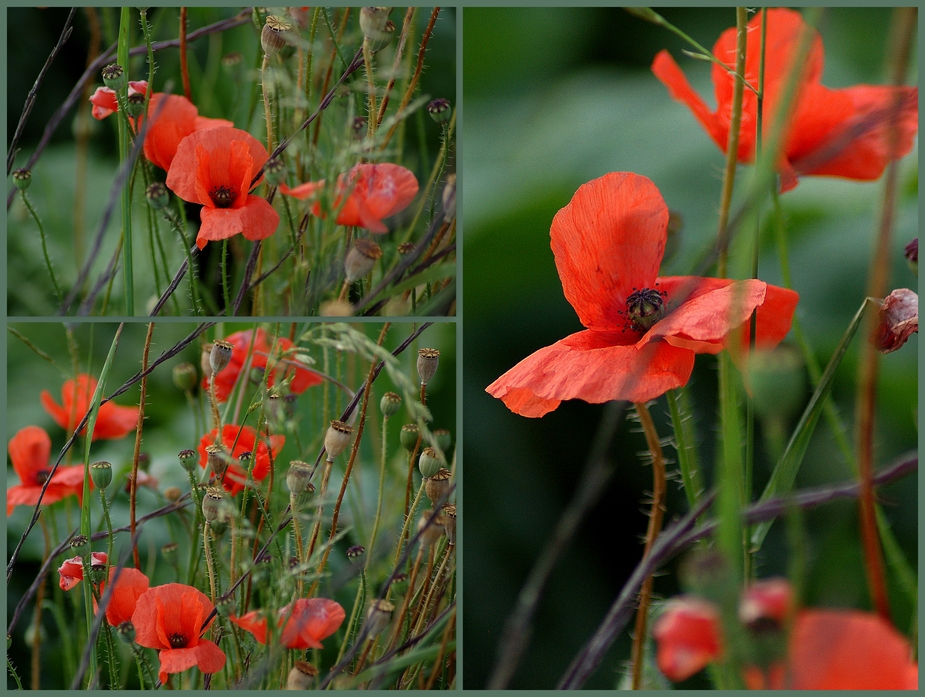 Mohn...