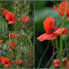 Mohn...