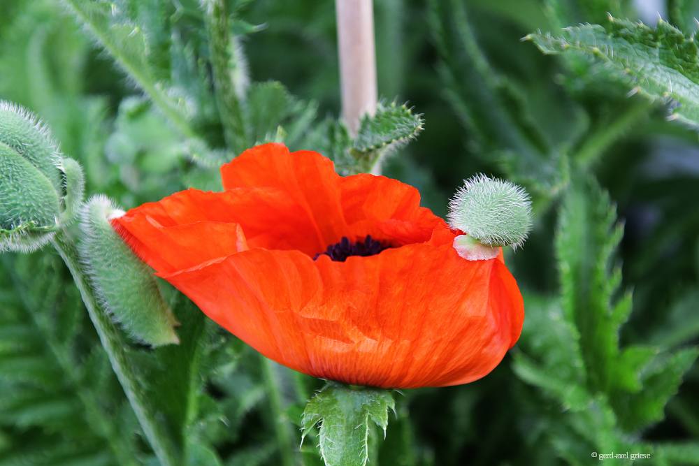 Mohn