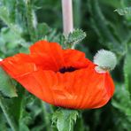 Mohn