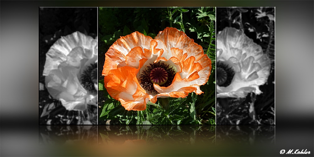 Mohn