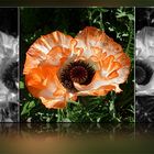 Mohn