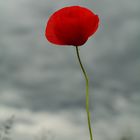 Mohn