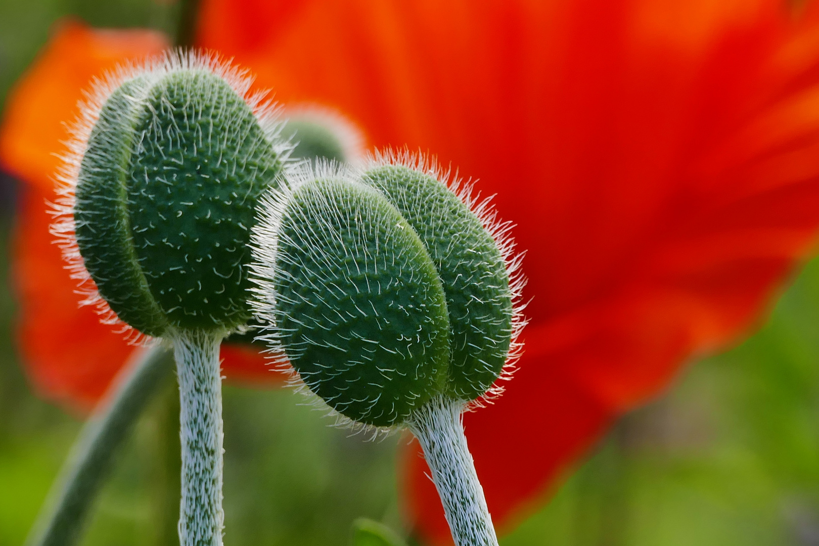 Mohn