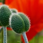 Mohn