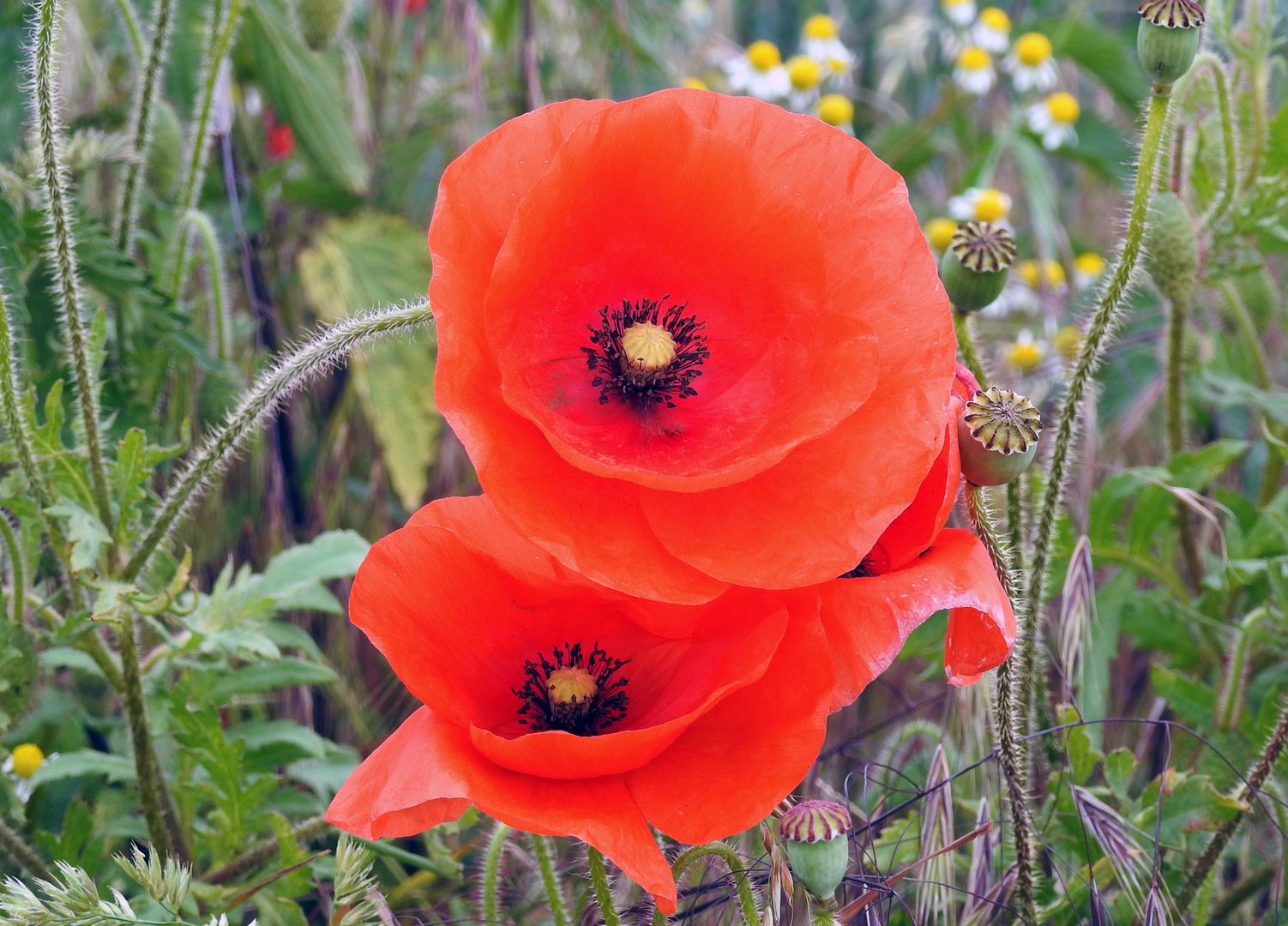 Mohn Foto &amp; Bild | pflanzen, pilze &amp; flechten, blüten- &amp; kleinpflanzen ...