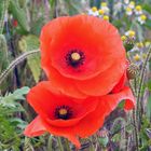 Mohn