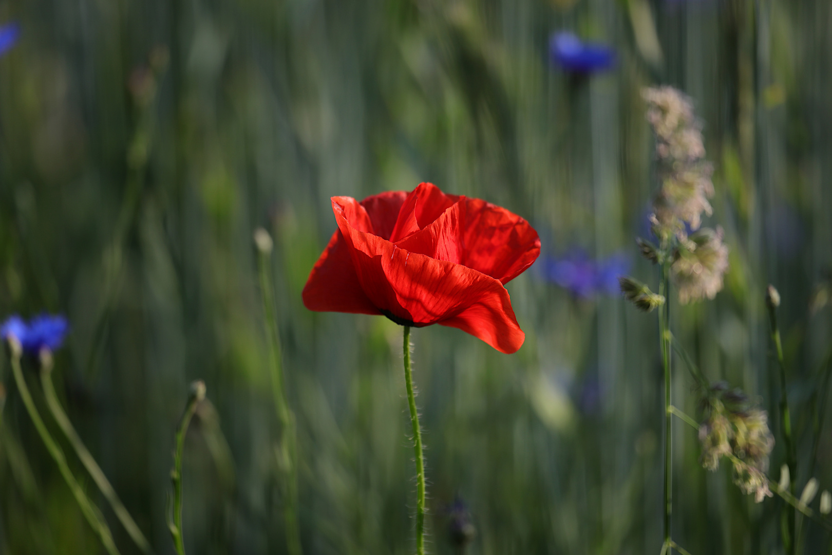 Mohn