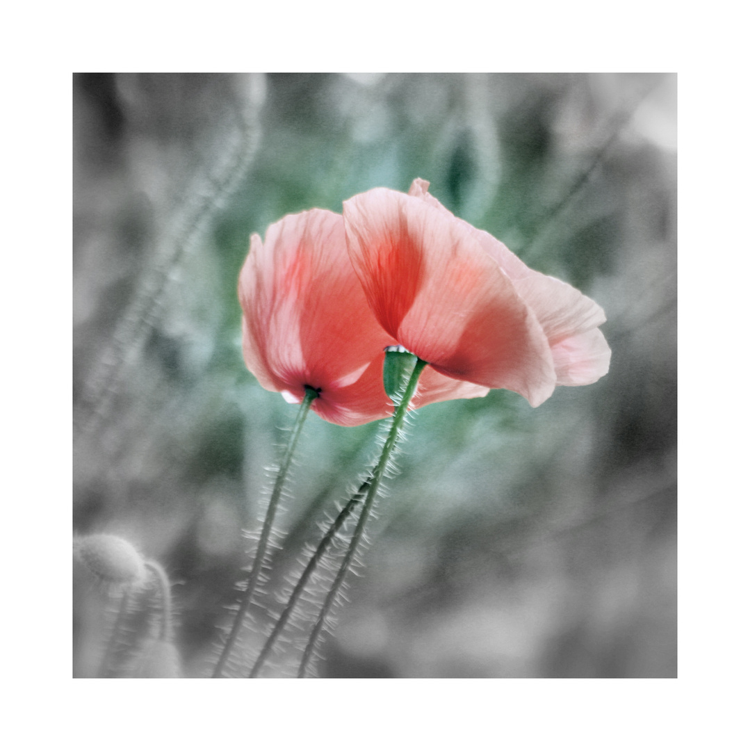 Mohn.......