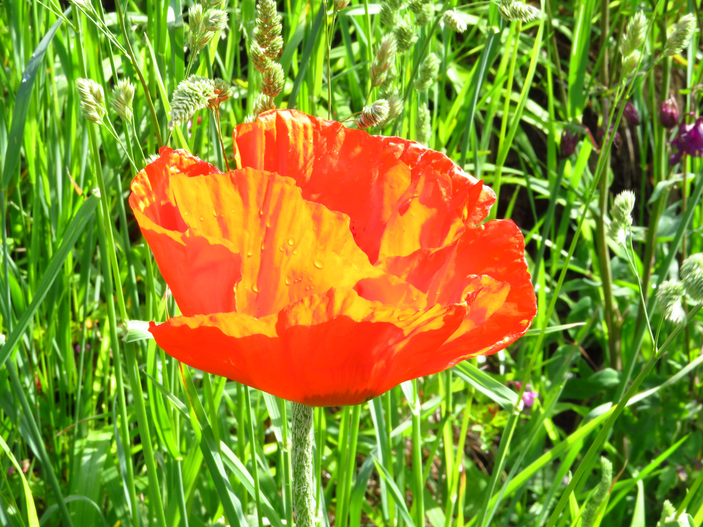 Mohn