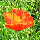 Mohn