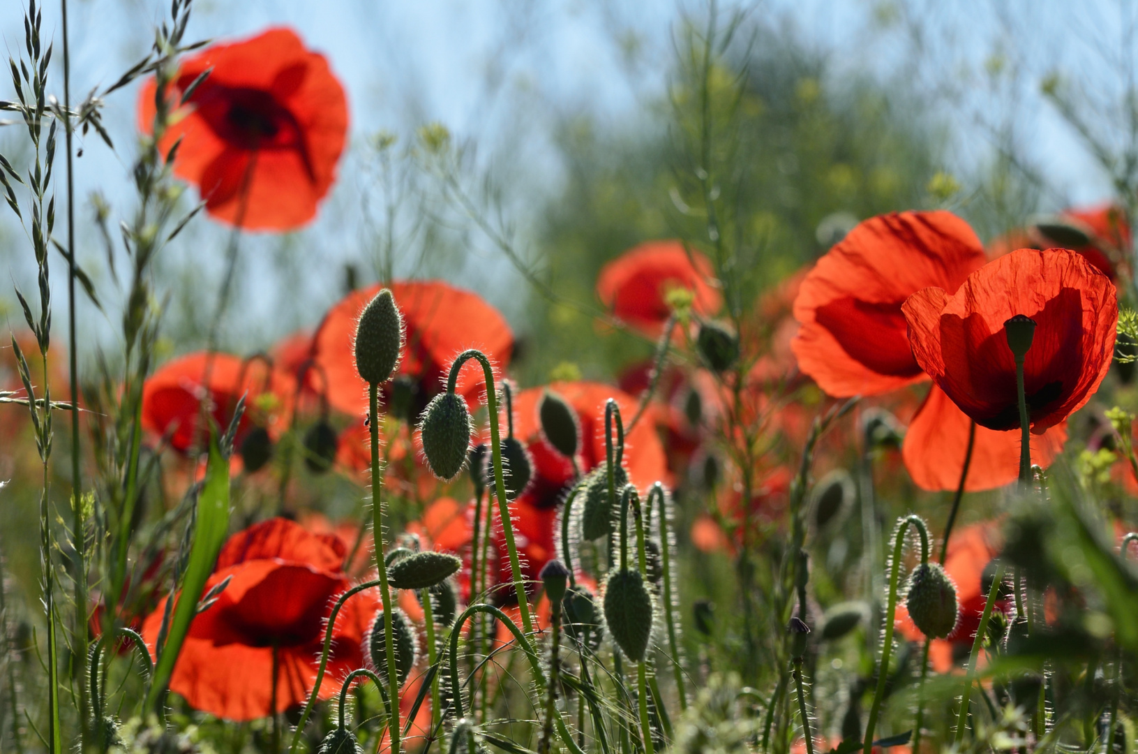 Mohn