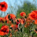 Mohn