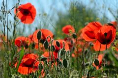 Mohn