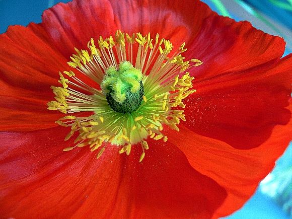 Mohn