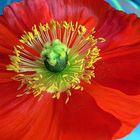 Mohn