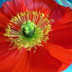 Mohn